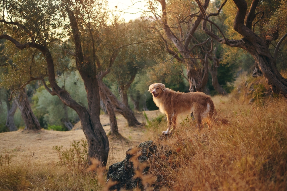 Fehlender Rückruf beim Hund